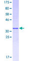 GPR82 Protein - 12.5% SDS-PAGE Stained with Coomassie Blue.