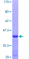 GPR84 Protein - 12.5% SDS-PAGE Stained with Coomassie Blue.