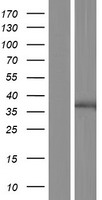 GPR89A Protein - Western validation with an anti-DDK antibody * L: Control HEK293 lysate R: Over-expression lysate