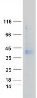 GPRC5A / RAI3 Protein - Purified recombinant protein GPRC5A was analyzed by SDS-PAGE gel and Coomassie Blue Staining