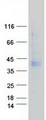 GPRC5A / RAI3 Protein - Purified recombinant protein GPRC5A was analyzed by SDS-PAGE gel and Coomassie Blue Staining
