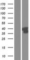 GPRC5D Protein - Western validation with an anti-DDK antibody * L: Control HEK293 lysate R: Over-expression lysate