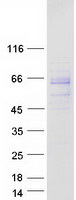 GPRIN2 / GRIN2 Protein - Purified recombinant protein GPRIN2 was analyzed by SDS-PAGE gel and Coomassie Blue Staining