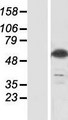 GPS1 / CSN1 Protein - Western validation with an anti-DDK antibody * L: Control HEK293 lysate R: Over-expression lysate
