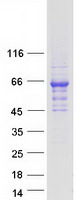 GPS1 / CSN1 Protein - Purified recombinant protein GPS1 was analyzed by SDS-PAGE gel and Coomassie Blue Staining
