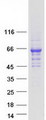 GPS1 / CSN1 Protein - Purified recombinant protein GPS1 was analyzed by SDS-PAGE gel and Coomassie Blue Staining