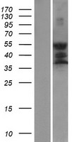 GPS2 Protein - Western validation with an anti-DDK antibody * L: Control HEK293 lysate R: Over-expression lysate
