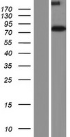 GPSM1 / AGS3 Protein - Western validation with an anti-DDK antibody * L: Control HEK293 lysate R: Over-expression lysate