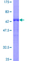 GPSM1 / AGS3 Protein - 12.5% SDS-PAGE of human GPSM1 stained with Coomassie Blue