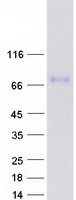 GPSM1 / AGS3 Protein - Purified recombinant protein GPSM1 was analyzed by SDS-PAGE gel and Coomassie Blue Staining
