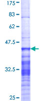 GPSM2 / LGN Protein - 12.5% SDS-PAGE Stained with Coomassie Blue.
