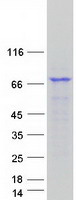 GPSM2 / LGN Protein - Purified recombinant protein GPSM2 was analyzed by SDS-PAGE gel and Coomassie Blue Staining
