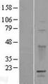 GPSM3 Protein - Western validation with an anti-DDK antibody * L: Control HEK293 lysate R: Over-expression lysate