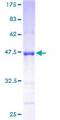 GPSM3 Protein - 12.5% SDS-PAGE of human GPSM3 stained with Coomassie Blue