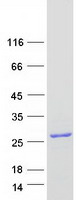 GPSM3 Protein - Purified recombinant protein GPSM3 was analyzed by SDS-PAGE gel and Coomassie Blue Staining