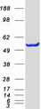 GPT / Alanine Transaminase Protein - Purified recombinant protein GPT was analyzed by SDS-PAGE gel and Coomassie Blue Staining
