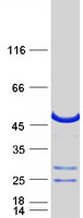 GRAB / RAB3IL1 Protein - Purified recombinant protein RAB3IL1 was analyzed by SDS-PAGE gel and Coomassie Blue Staining