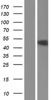 GRAMD3 Protein - Western validation with an anti-DDK antibody * L: Control HEK293 lysate R: Over-expression lysate