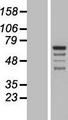 GRAMD4 Protein - Western validation with an anti-DDK antibody * L: Control HEK293 lysate R: Over-expression lysate