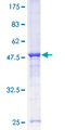 GRAP Protein - 12.5% SDS-PAGE of human GRAP stained with Coomassie Blue