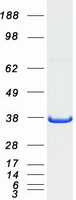 GRAP2 / GRID Protein - Purified recombinant protein GRAP2 was analyzed by SDS-PAGE gel and Coomassie Blue Staining
