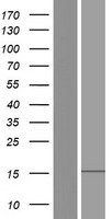 GRAPL Protein - Western validation with an anti-DDK antibody * L: Control HEK293 lysate R: Over-expression lysate