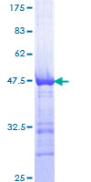 Gravin / AKAP12 Protein - 12.5% SDS-PAGE Stained with Coomassie Blue.