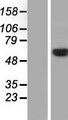 GRB10 Protein - Western validation with an anti-DDK antibody * L: Control HEK293 lysate R: Over-expression lysate