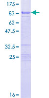 GRB10 Protein - 12.5% SDS-PAGE of human GRB10 stained with Coomassie Blue