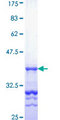 GRB10 Protein - 12.5% SDS-PAGE Stained with Coomassie Blue.