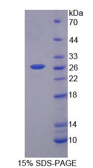 GRB10 Protein - Recombinant  Growth Factor Receptor Bound Protein 10 By SDS-PAGE