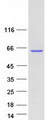 GRB10 Protein - Purified recombinant protein GRB10 was analyzed by SDS-PAGE gel and Coomassie Blue Staining