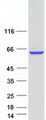 GRB10 Protein - Purified recombinant protein GRB10 was analyzed by SDS-PAGE gel and Coomassie Blue Staining