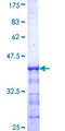 GRB14 Protein - 12.5% SDS-PAGE Stained with Coomassie Blue.