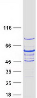 GRB14 Protein - Purified recombinant protein GRB14 was analyzed by SDS-PAGE gel and Coomassie Blue Staining