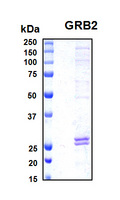 GRB2 Protein - SDS-PAGE under reducing conditions and visualized by Coomassie blue staining