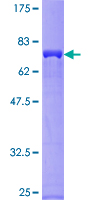 GRB4 / NCK2 Protein - 12.5% SDS-PAGE of human NCK2 stained with Coomassie Blue