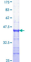 GRB4 / NCK2 Protein - 12.5% SDS-PAGE Stained with Coomassie Blue.