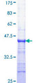GRB4 / NCK2 Protein - 12.5% SDS-PAGE Stained with Coomassie Blue.