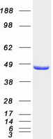 GRB4 / NCK2 Protein - Purified recombinant protein NCK2 was analyzed by SDS-PAGE gel and Coomassie Blue Staining
