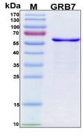 GRB7 Protein