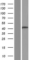 GREB1 Protein - Western validation with an anti-DDK antibody * L: Control HEK293 lysate R: Over-expression lysate