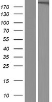 GREB1L / KIAA1772 Protein - Western validation with an anti-DDK antibody * L: Control HEK293 lysate R: Over-expression lysate