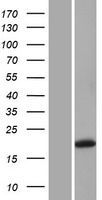 GREM1 / Gremlin-1 Protein - Western validation with an anti-DDK antibody * L: Control HEK293 lysate R: Over-expression lysate