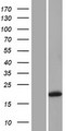 GREM1 / Gremlin-1 Protein - Western validation with an anti-DDK antibody * L: Control HEK293 lysate R: Over-expression lysate