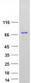 GRHL1 / TFCP2L2 Protein - Purified recombinant protein GRHL1 was analyzed by SDS-PAGE gel and Coomassie Blue Staining