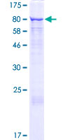 GRHL2 Protein - 12.5% SDS-PAGE of human GRHL2 stained with Coomassie Blue