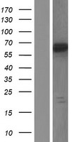 GRHL3 Protein - Western validation with an anti-DDK antibody * L: Control HEK293 lysate R: Over-expression lysate