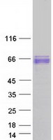 GRHL3 Protein - Purified recombinant protein GRHL3 was analyzed by SDS-PAGE gel and Coomassie Blue Staining