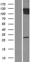 GRIA1 / GLUR1 Protein - Western validation with an anti-DDK antibody * L: Control HEK293 lysate R: Over-expression lysate